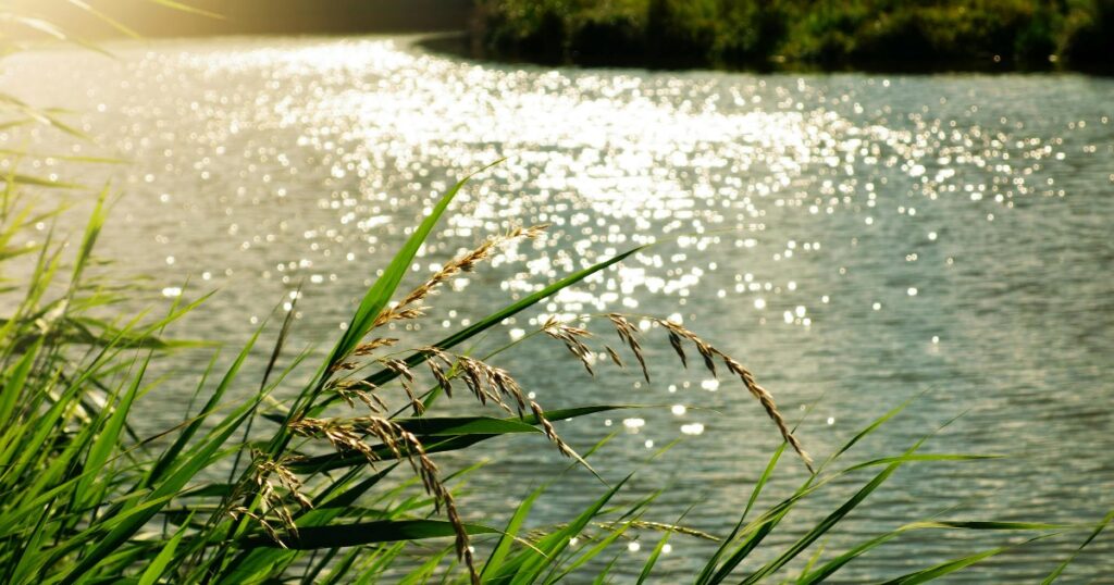 kaislikkoa ja vettä