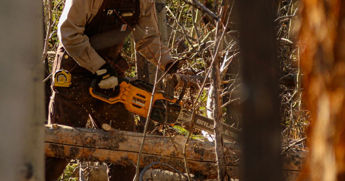 Pitkälaippainen moottorisaha käytössä