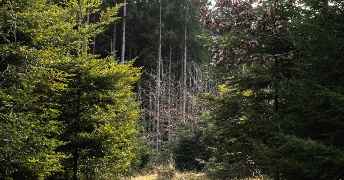 suomalainen talousmetsä