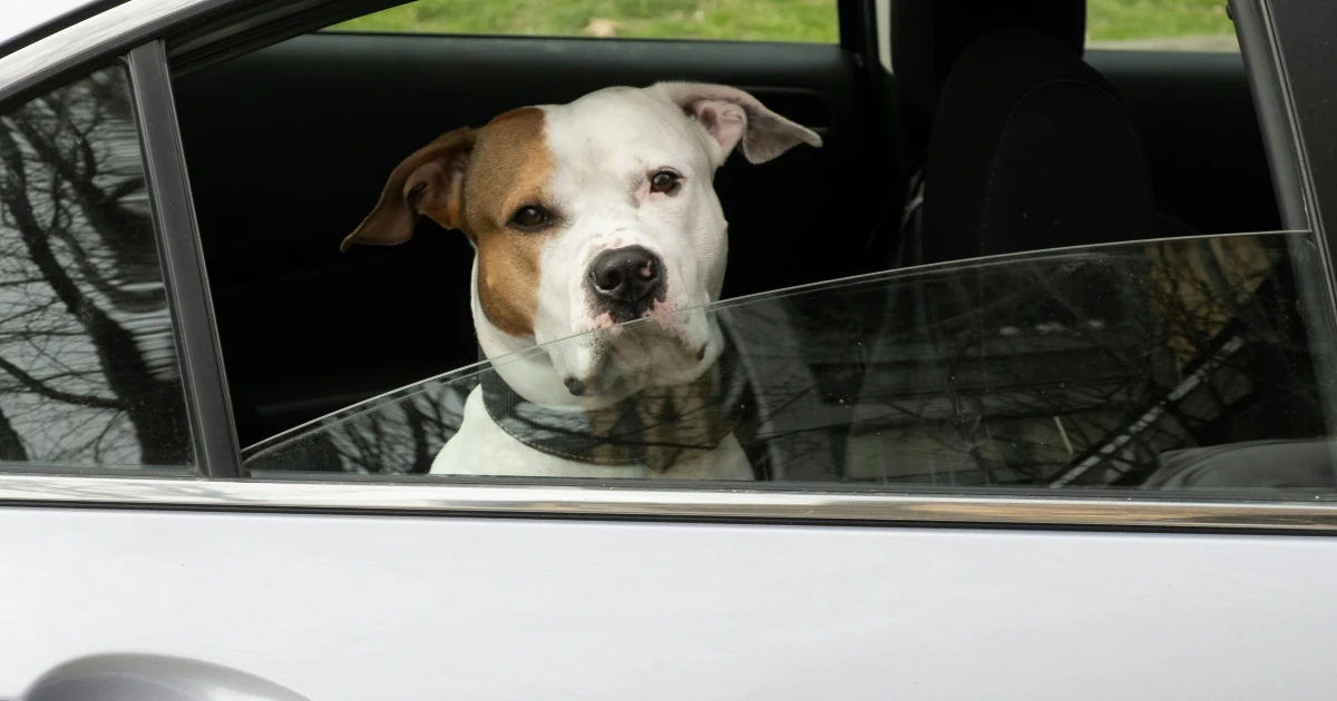 Paras istuinsuoja autoon testi