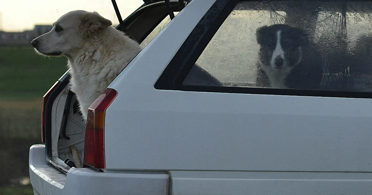 Paras koiraveräjä autoon testi